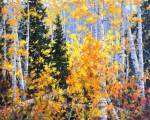 "Aspen Glory," 30 x 24 inches, Oil.