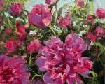 "My Pink Peonies," 8 x 8 inches, Oil.